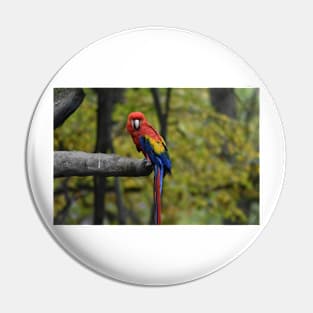 Macaw Parrot Pin