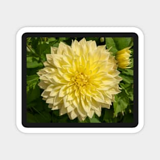 Bright Yellow Dahlia Flower Closeup Magnet