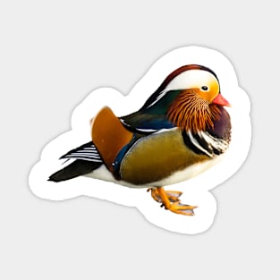 Mandarin duck Magnet