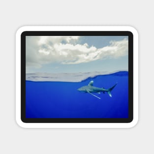 An Oceanic White Tip Shark Cruising Under the Clouds in the Bahamas Magnet