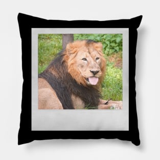 LION Cute Lion With Tonge Out Jungle Nature Cats & Kittens Picture Pillow