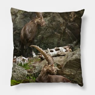 Ibex On Rocks Pillow