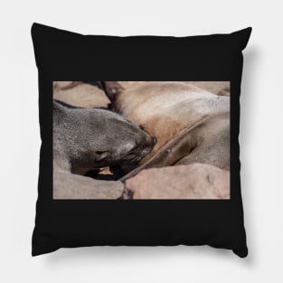 Baby fur seal feeding. Pillow