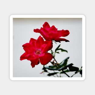 Color Me Red Flowers Magnet