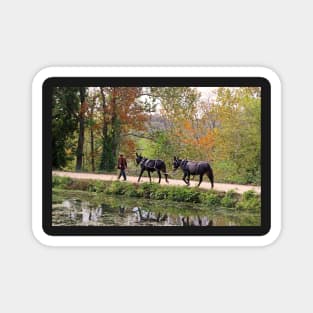 C and O Canal Mules Magnet