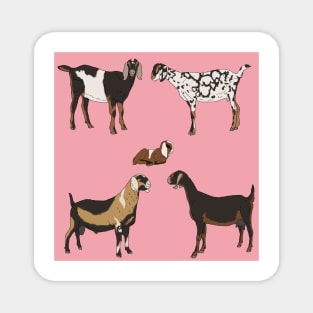 Nubian Goats Pattern Pink Magnet