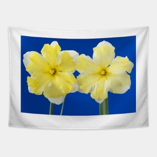 Narcissus  &#39;Cassata&#39;  Daffodil  Division 11a Split-corona: Collar Tapestry