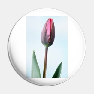 Tulipa  &#39;Pretty Princess&#39; Triumph Group  Tulip Pin