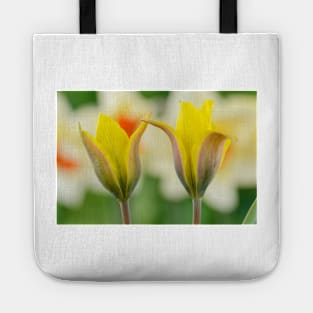 Tulipa kolpakowskiana  AGM  Kolpakowsky&#39;s tulip  Miscellaneous tulip Tote