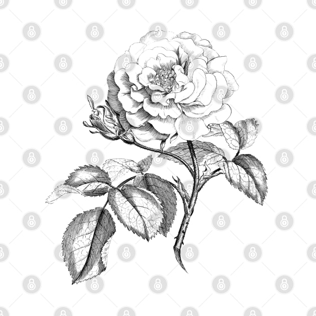 Rose Flower Black & White Illustration by Biophilia