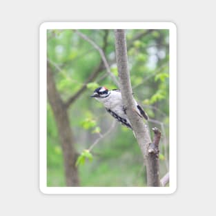 Michigan Downy Woodpecker Magnet