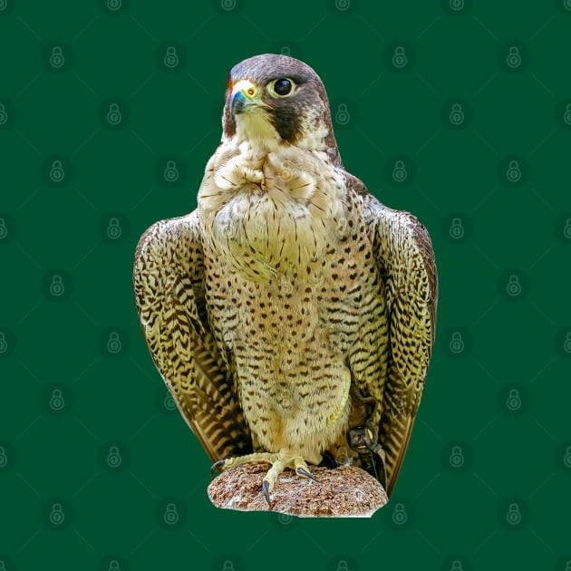 Peregrine falcon by dalyndigaital2@gmail.com