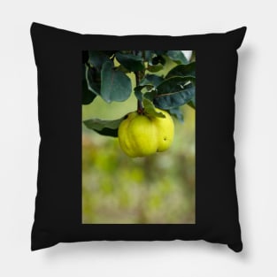 Yellow ripe quince on branch Pillow