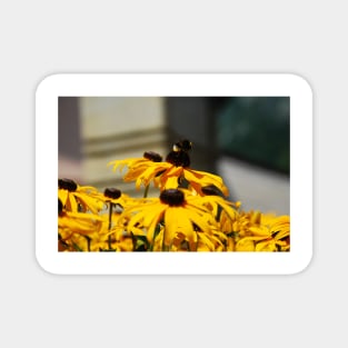 Bee on Rudbeckia Flowers Magnet