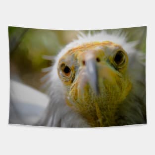 Vulture / Swiss Artwork Photography Tapestry