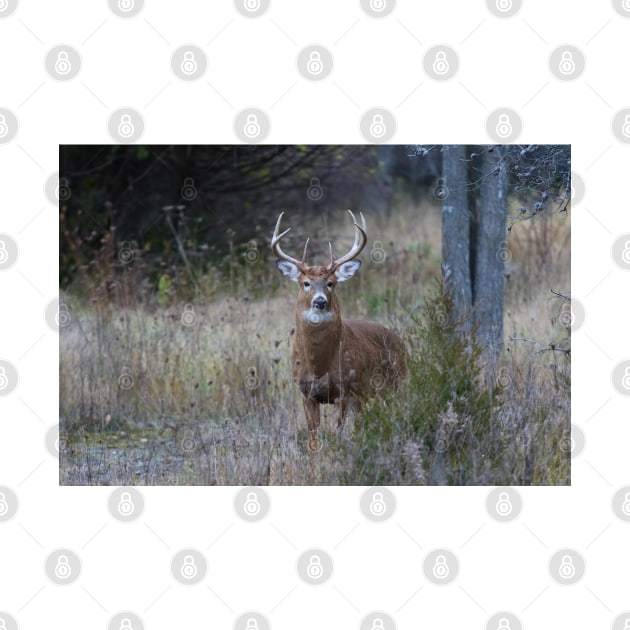 White-tailed buck by Jim Cumming