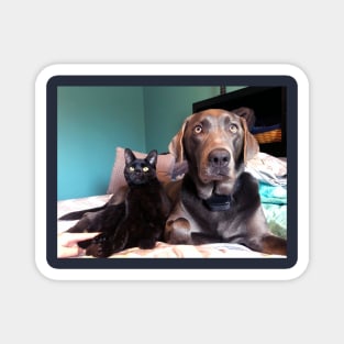 Grimm and Luna -  Black Cat and Gray Labrador :: Canines and Felines Magnet