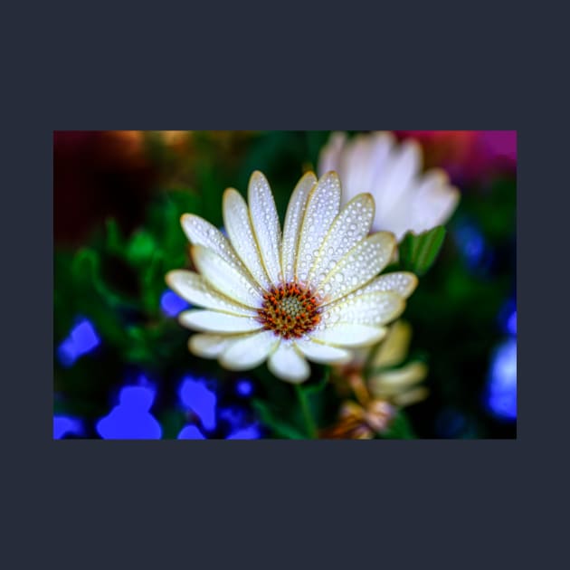 Raindrops On A Daisy by tommysphotos