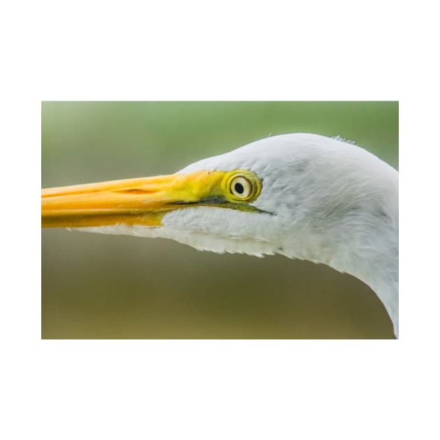 Up close with the Great Egret by KensLensDesigns