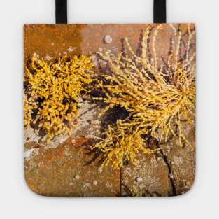 Yellow Sea Weed Growing In Shallow Rock Pool Tote