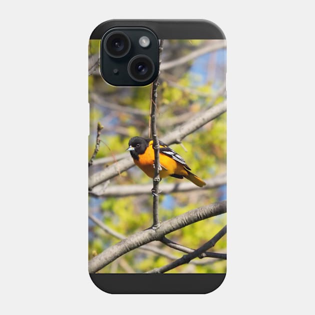 Baltimore Oriole Perched On A Tree Branch Phone Case by BackyardBirder