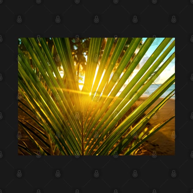 Sunlight Through Palm Tree by Anastasia-03