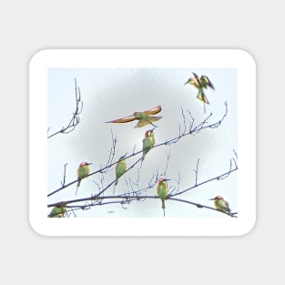 ORIENTAL BEE EATER ART Magnet