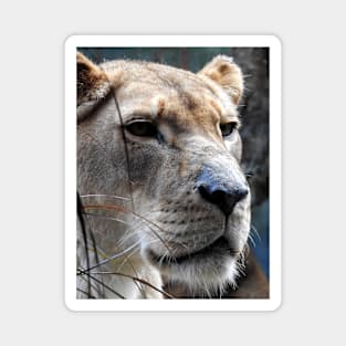 Lioness Magnet