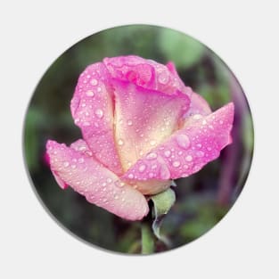 Pink Rose in Spring Rain Pin