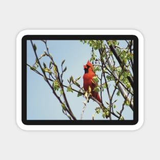 Happy Cardinal Singing Magnet