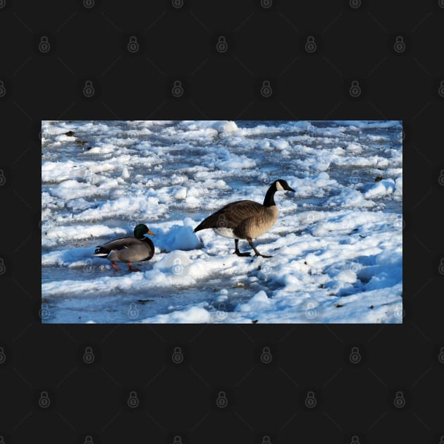 Green Mallard Duck and Canada Goose Walking On The Snow by BackyardBirder