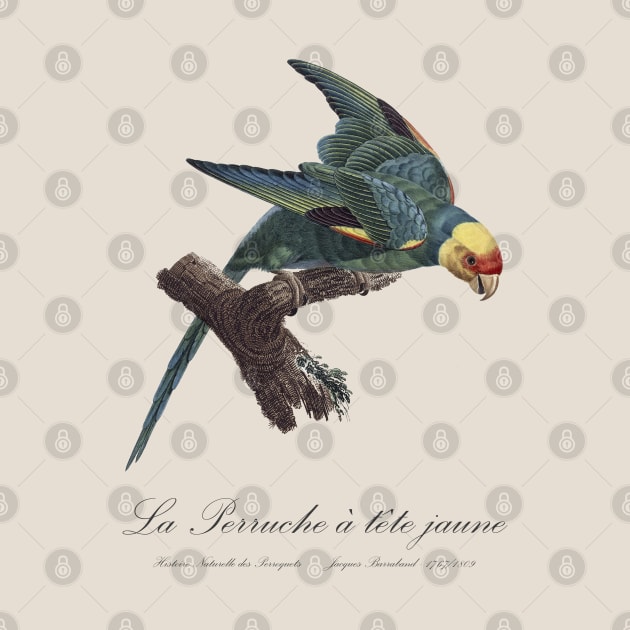 Carolina Parakeet / Perruche a Tete Jaune - 19th century Jacques Barraband Illustration by SPJE Illustration Photography