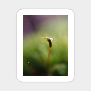 Macro shot of a moss sporophyte Magnet