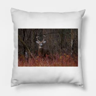 White-tailed buck Pillow