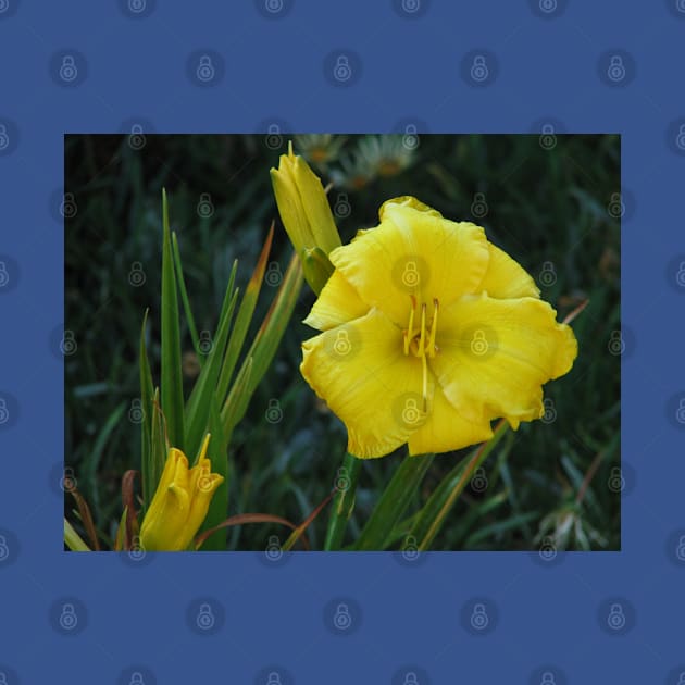 Day lily by FriendlyComputerHelp