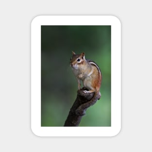 Poser - Chipmunk Magnet