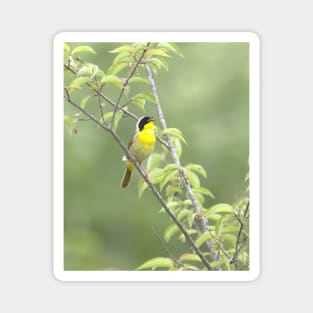 Common Yellowthroat bird with soft green out of focus background Magnet