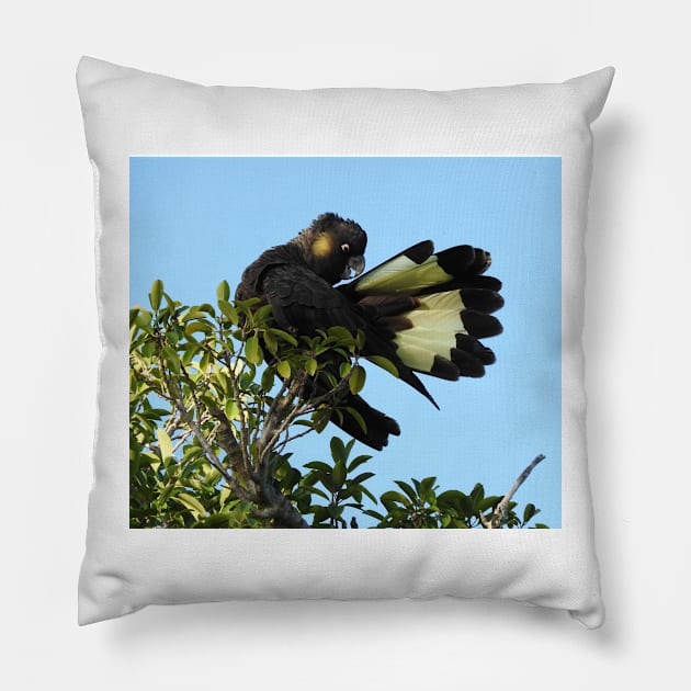 Yellow-tailed Black Cockatoo Pillow by kirstybush