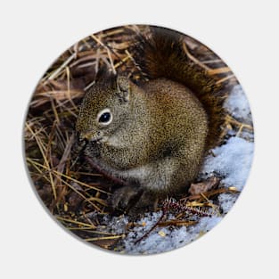 Red Squirrel. Pin