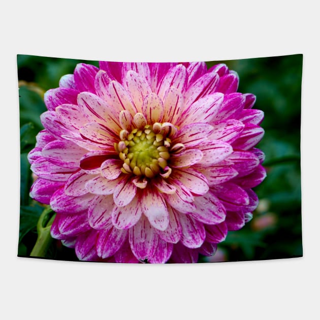 Dahlia Tapestry by Nicole Gath Photography