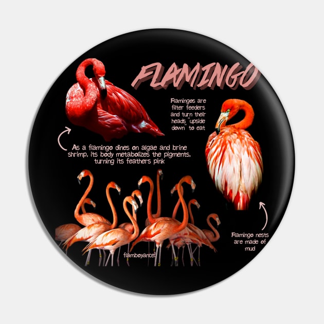 Flamingo Fun Facts Pin by Animal Facts and Trivias