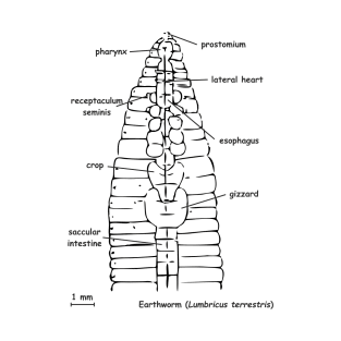 Earthworm (Lumbricus terrestris) anatomy T-Shirt