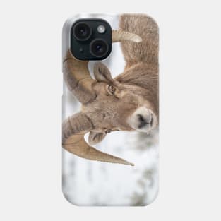 Big Horn Sheep Phone Case