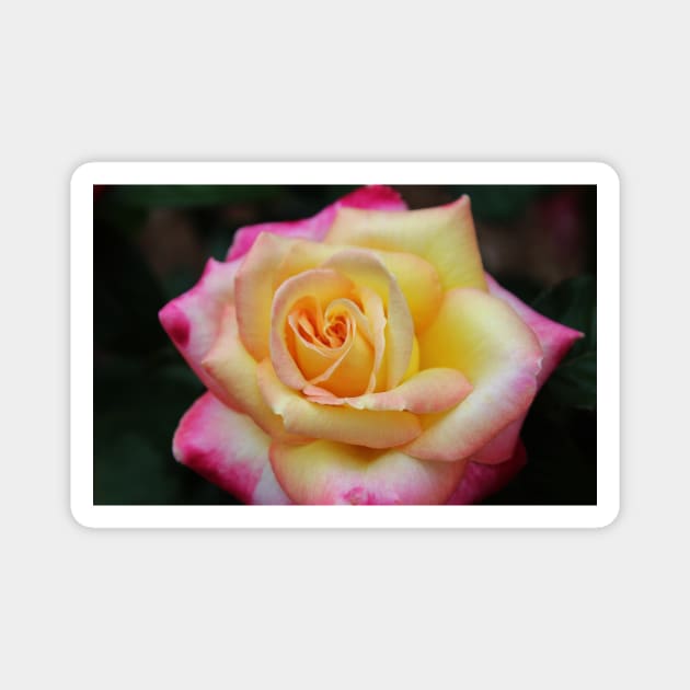 One Colorful Rose Magnet by Cynthia48
