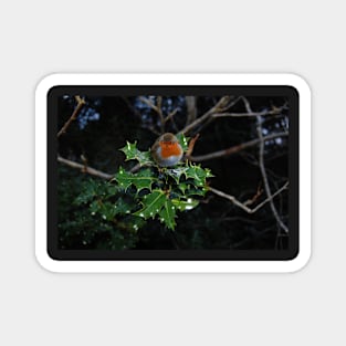 Holly Robin Magnet