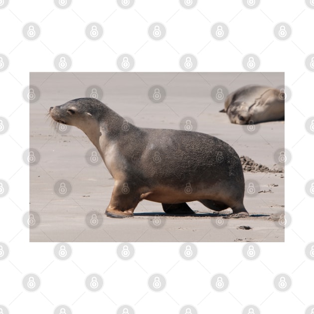 Sealion Cub by fotoWerner