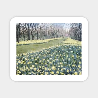 Yellow Daffodils in Nowton Park Painting Magnet