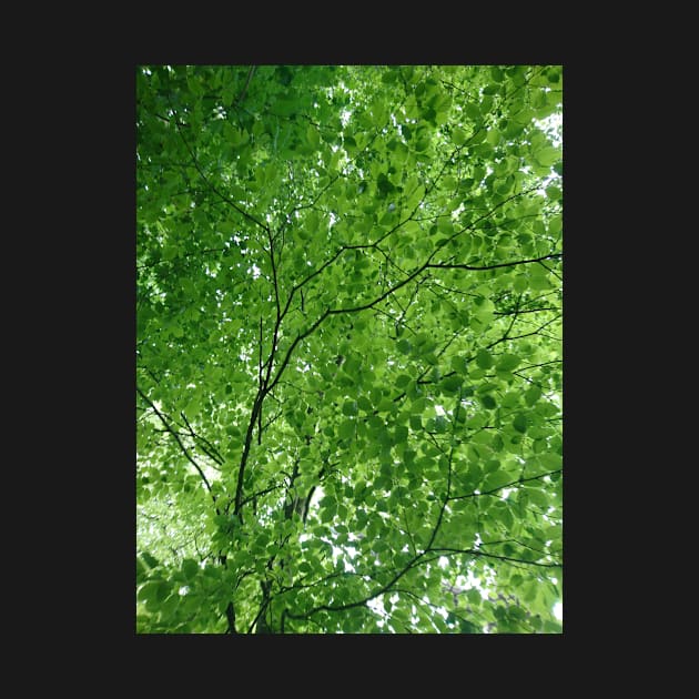 Light through green leaves by bettyretro