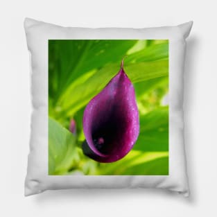 Deep Plum Purple Calla Lilly Flower in the Garden Pillow