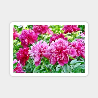 The Peonies Of Luoyang Magnet